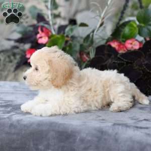 Cami, Bich-Poo Puppy